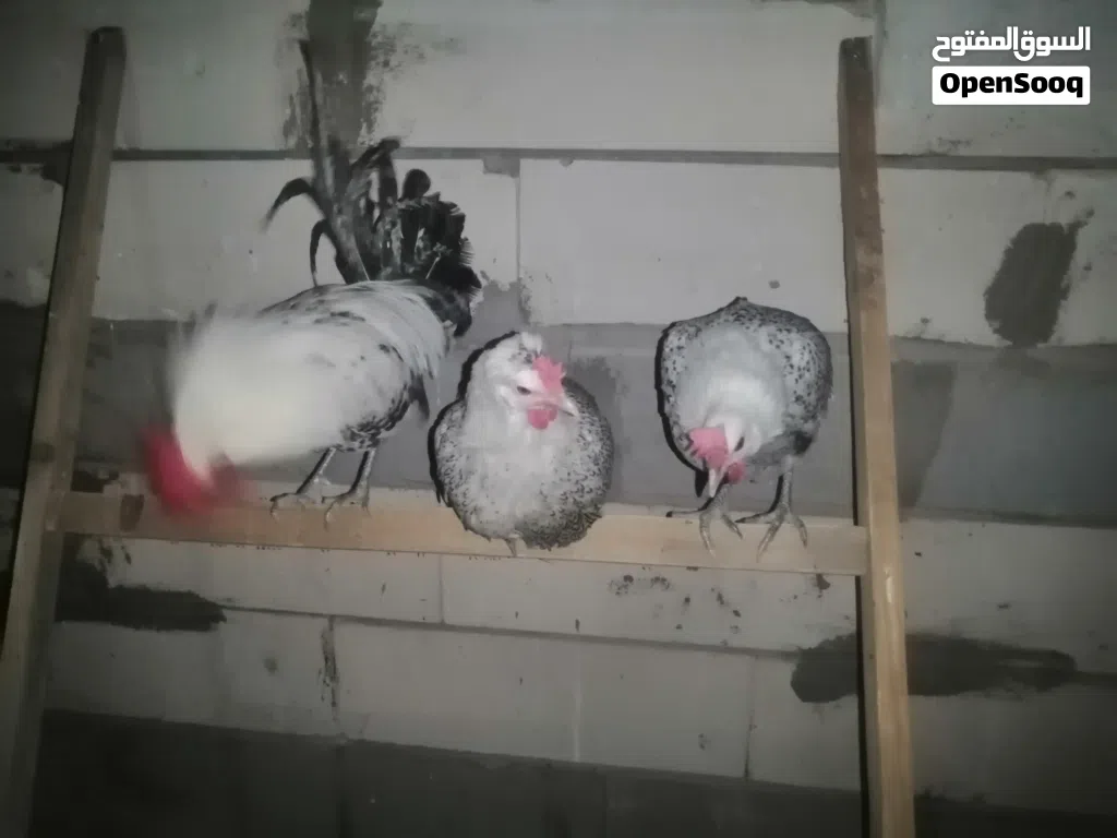 سيت دجاج فيومي من اقوه واحسن السلالات في العالم والكل متفق علا هاذا الشي والوانه الجذابه والجميله.