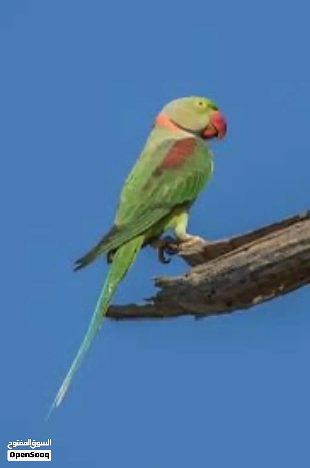 ببغاء ذكر كساندرا جاهز للتزواج سعر عرض خارق حارق متفجر عالطيرة مباشر العرض لمدة 24 ساعة
