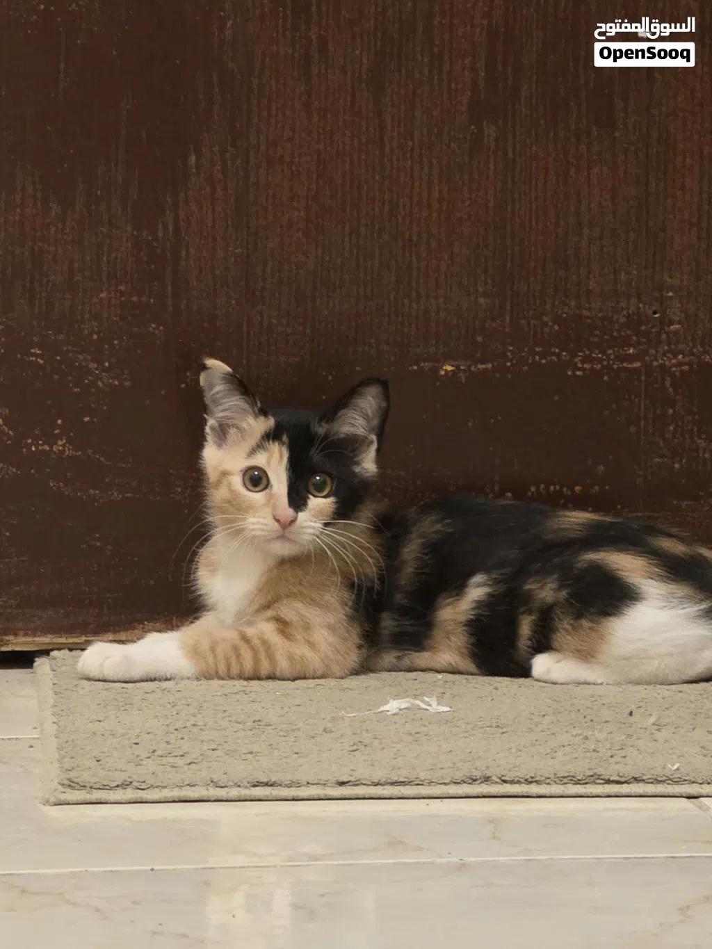 3 month old kitten