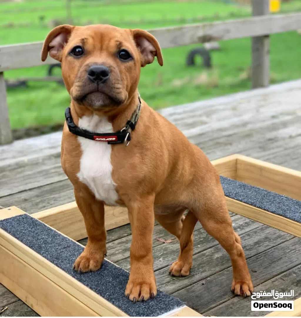 Staffordshire Bull Terrier Puppy for Sale Healthy & Playful.