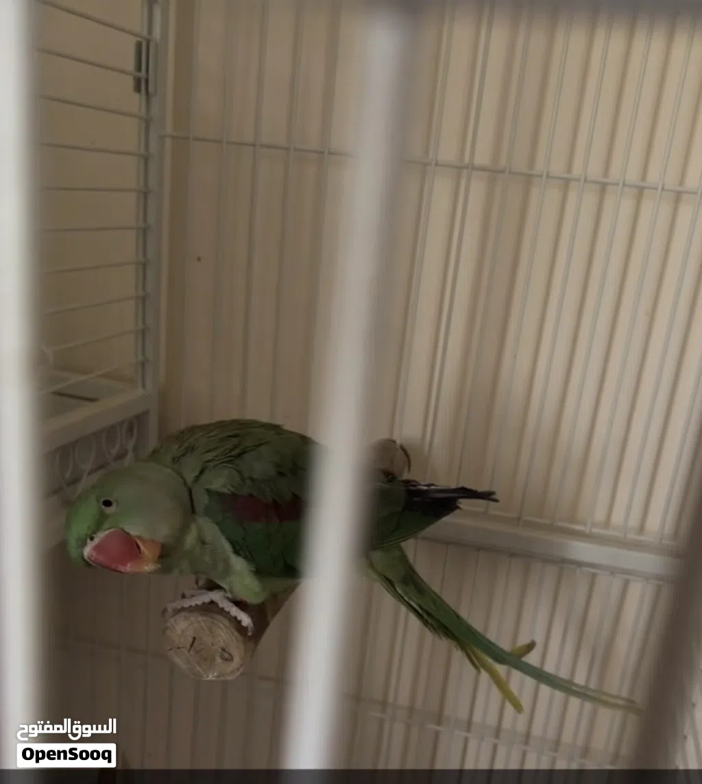 دره نيبالي حجم جانبو أليف