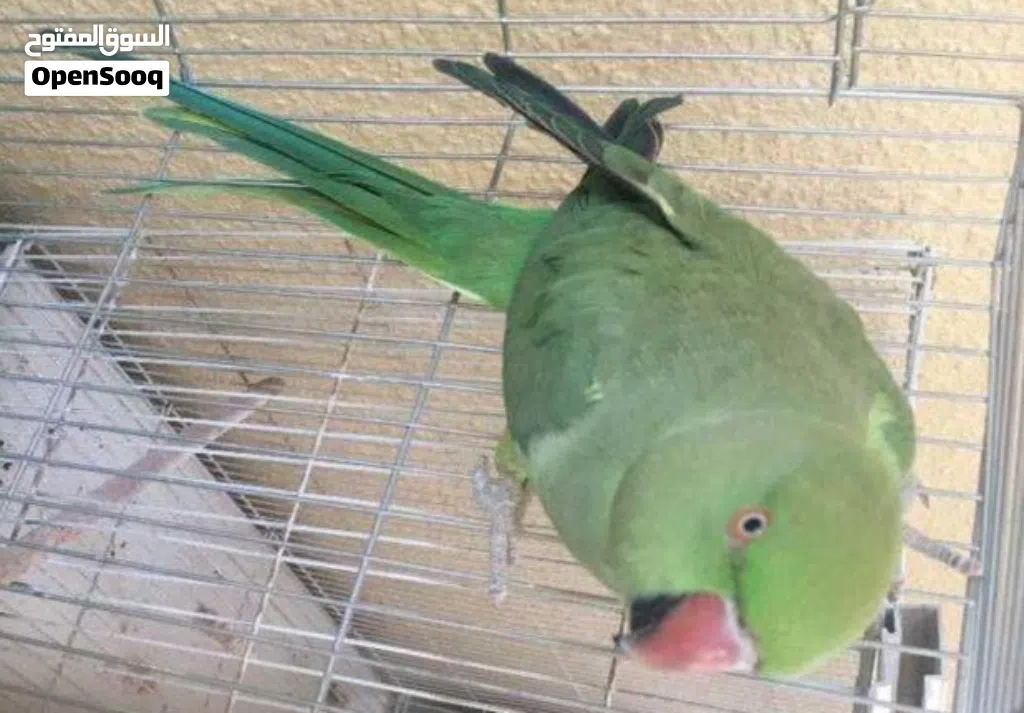 بغبغاء الدره