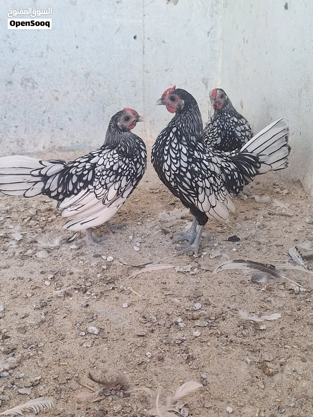 دجاج سبرايت