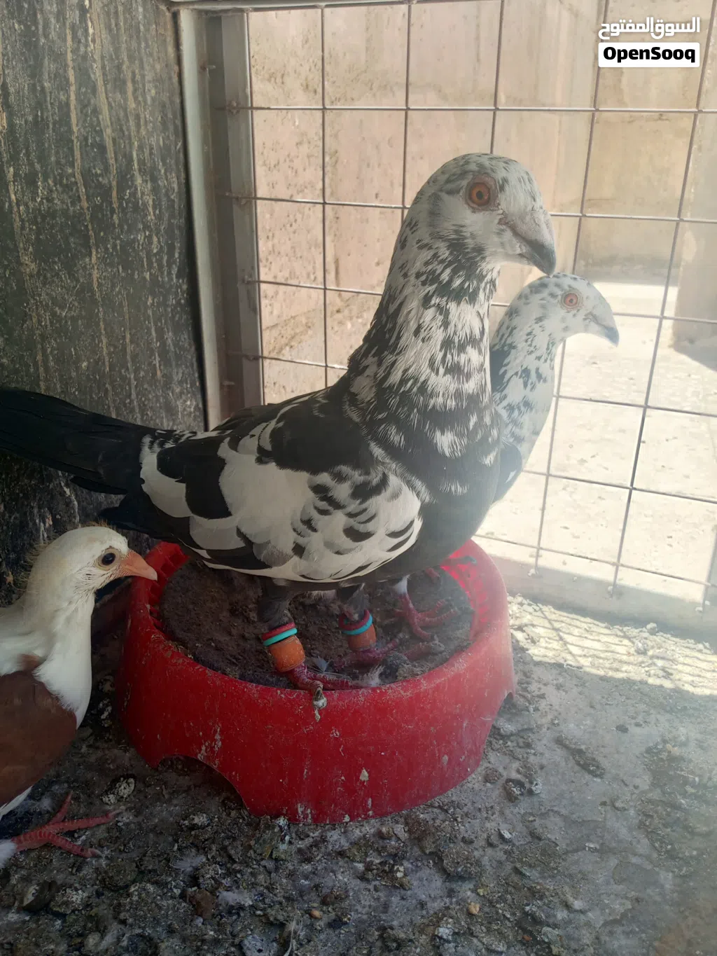 سبع جواز حمام و18 فرخ بواقي