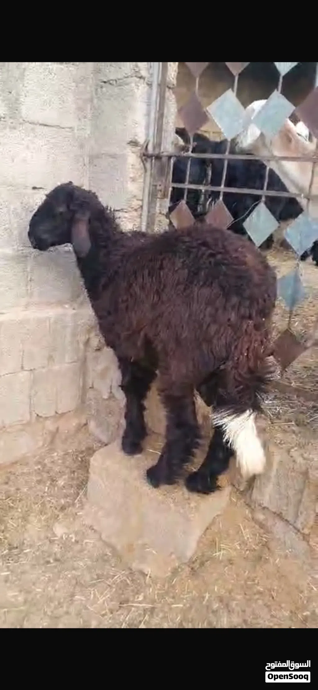 كبش سمين للبيع
