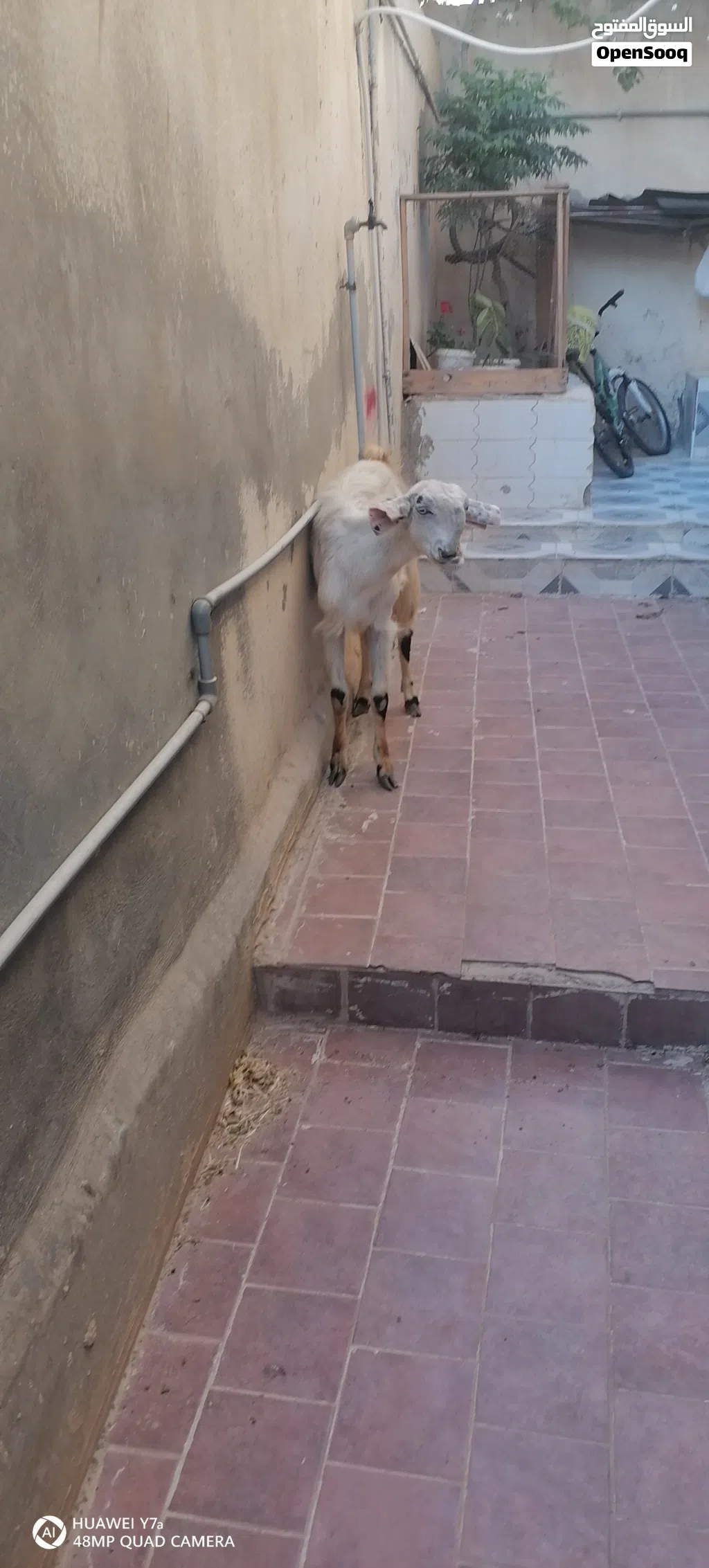 شعاريه شامي