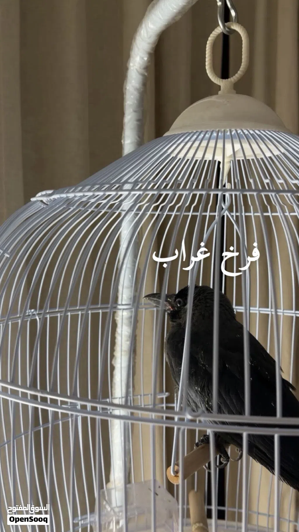 فرخ غراب عس