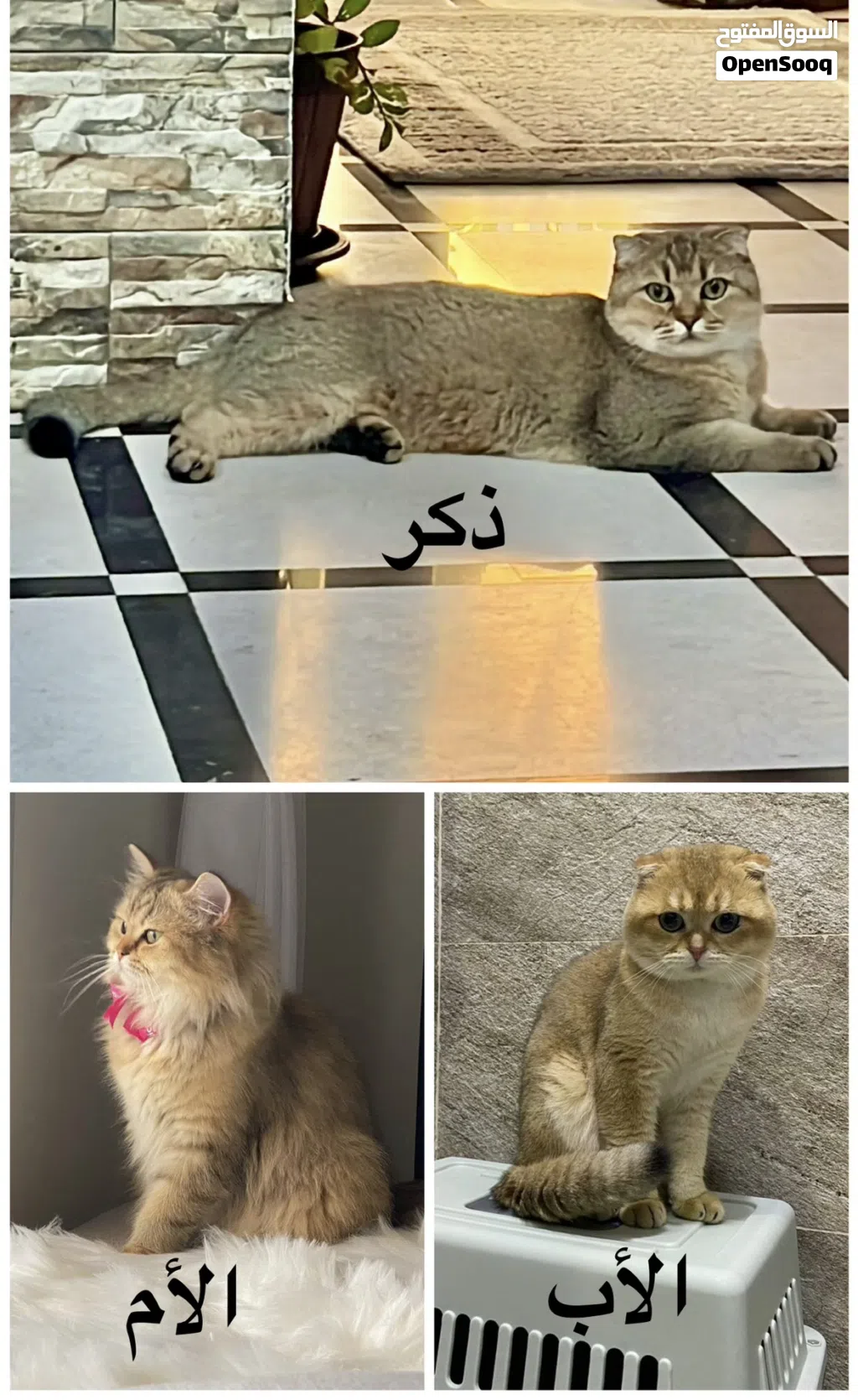 سكوتش فولد جولد scottish fold ny25