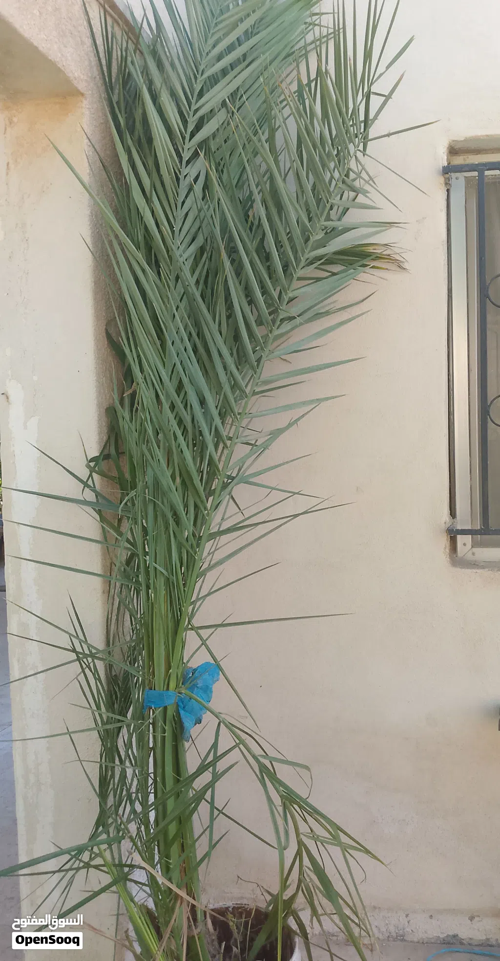 شجرة نخيل تمر
