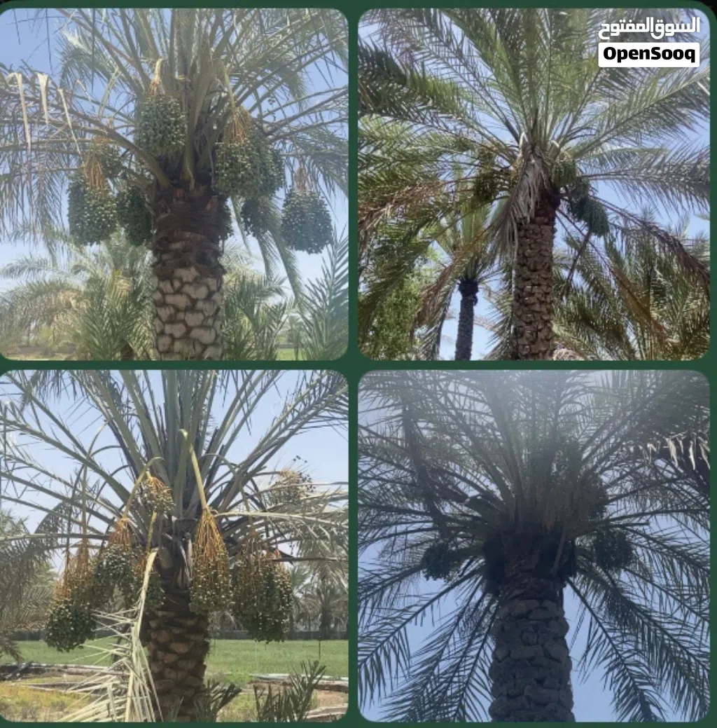 أشجار النخيل للبيع من ارتفاع متر إلى 4 متر