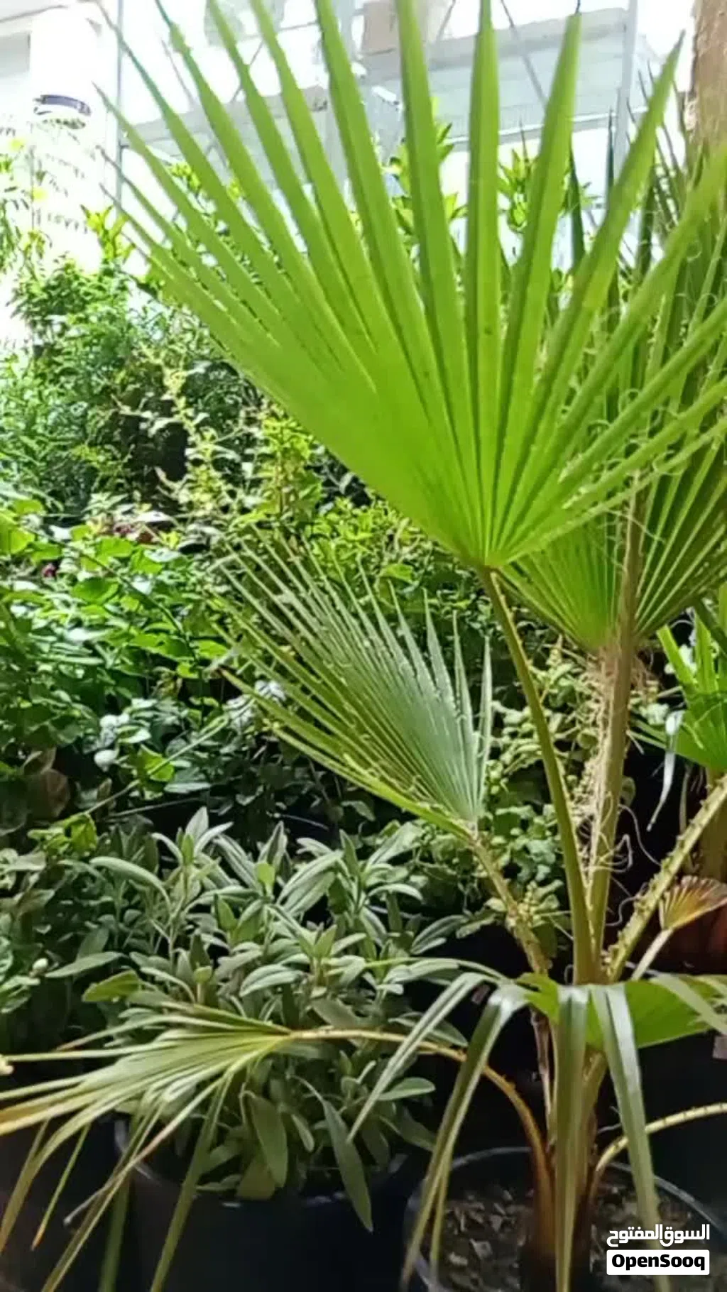 Plant House Kuwait.
