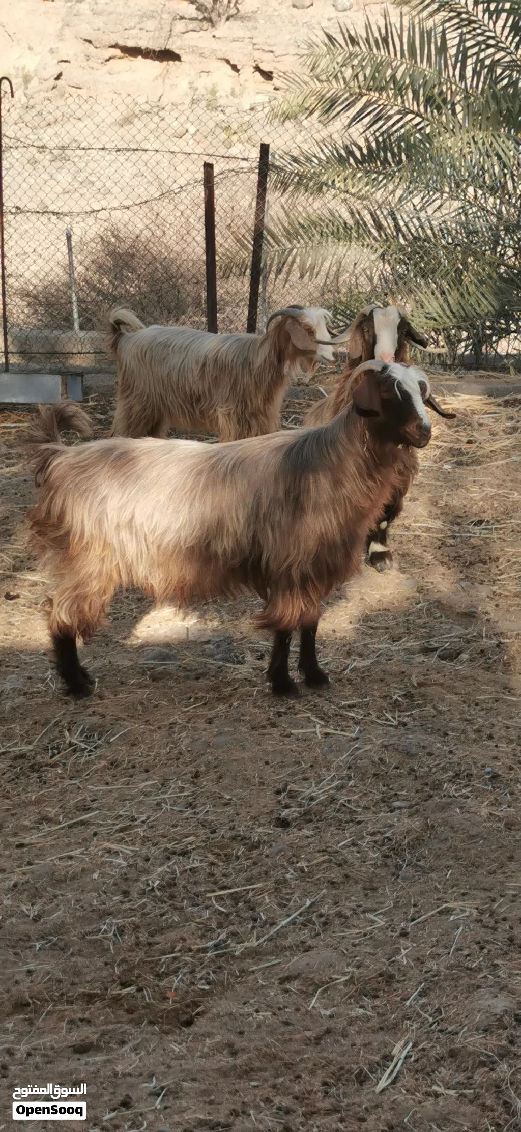 شاه عمانيه للبيع