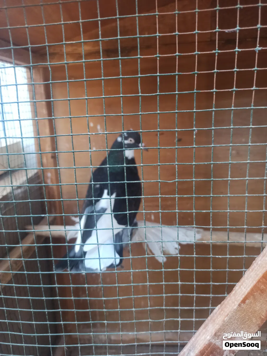 كوبيا هزاز