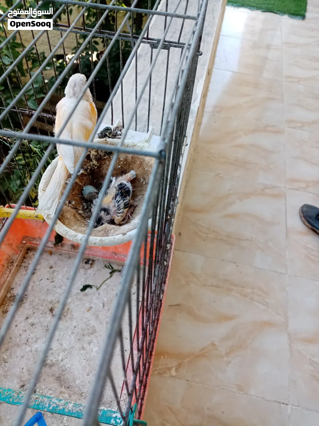 جوز كنار مع الفرخ
