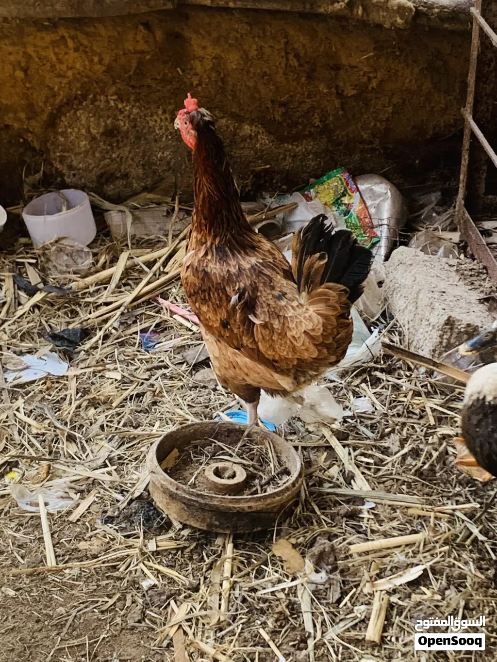 دجاجه وديج حلوات خشنات مال بيت سعرهن 35 الف مكاني بصره شط ألعرب الكباسي