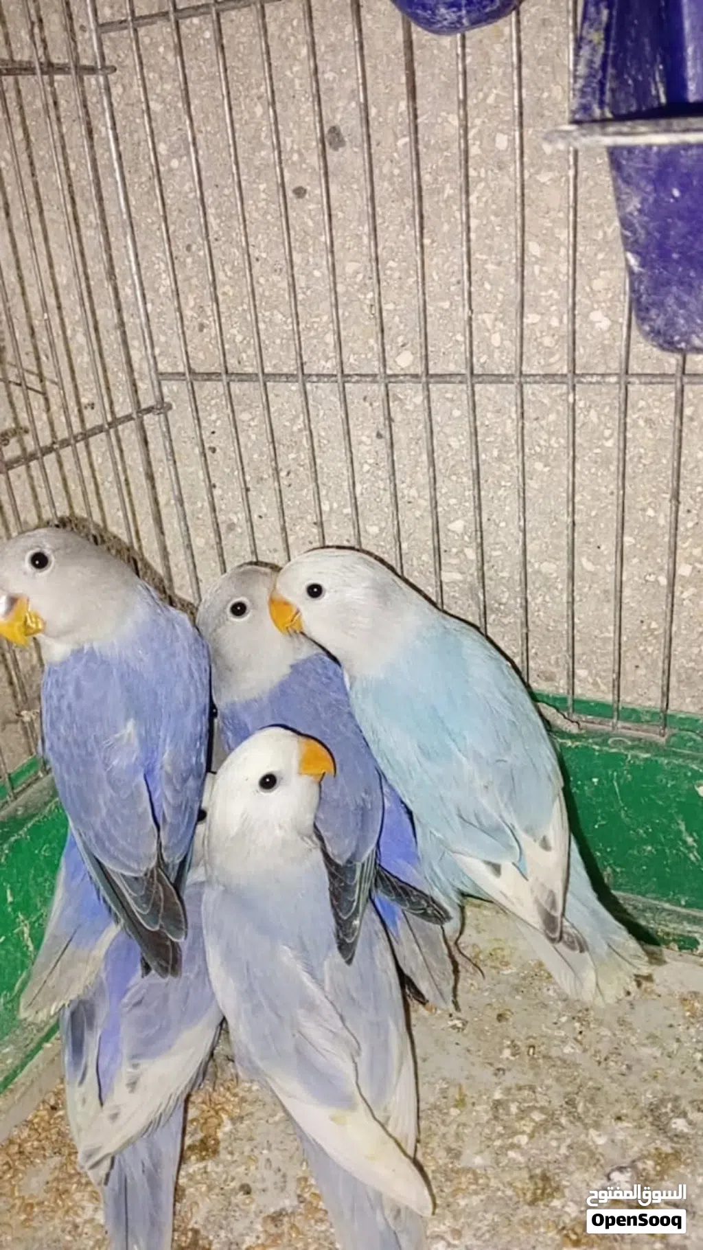 طيور روز للبيع