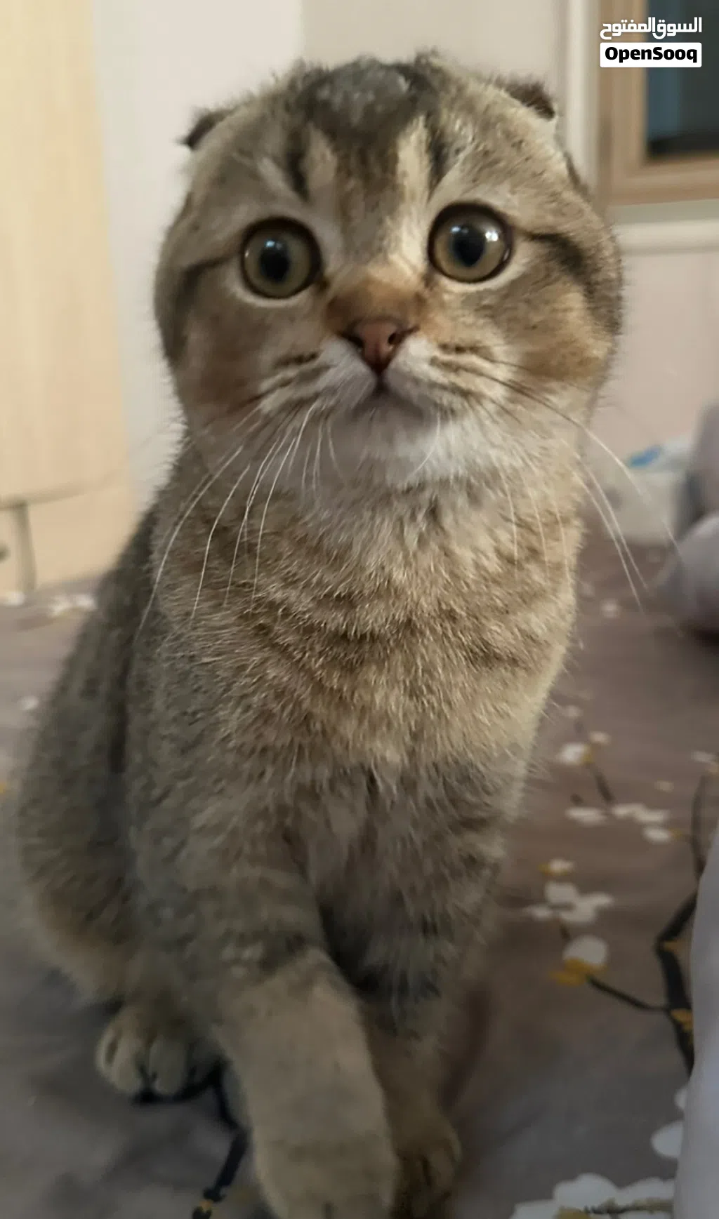 اناثي سكوتش فولد للتبني