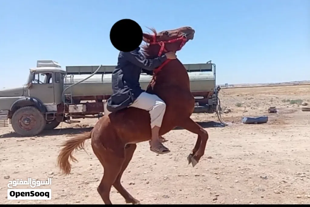 خيل للبيع دم نار رأس عربي كفاااااله