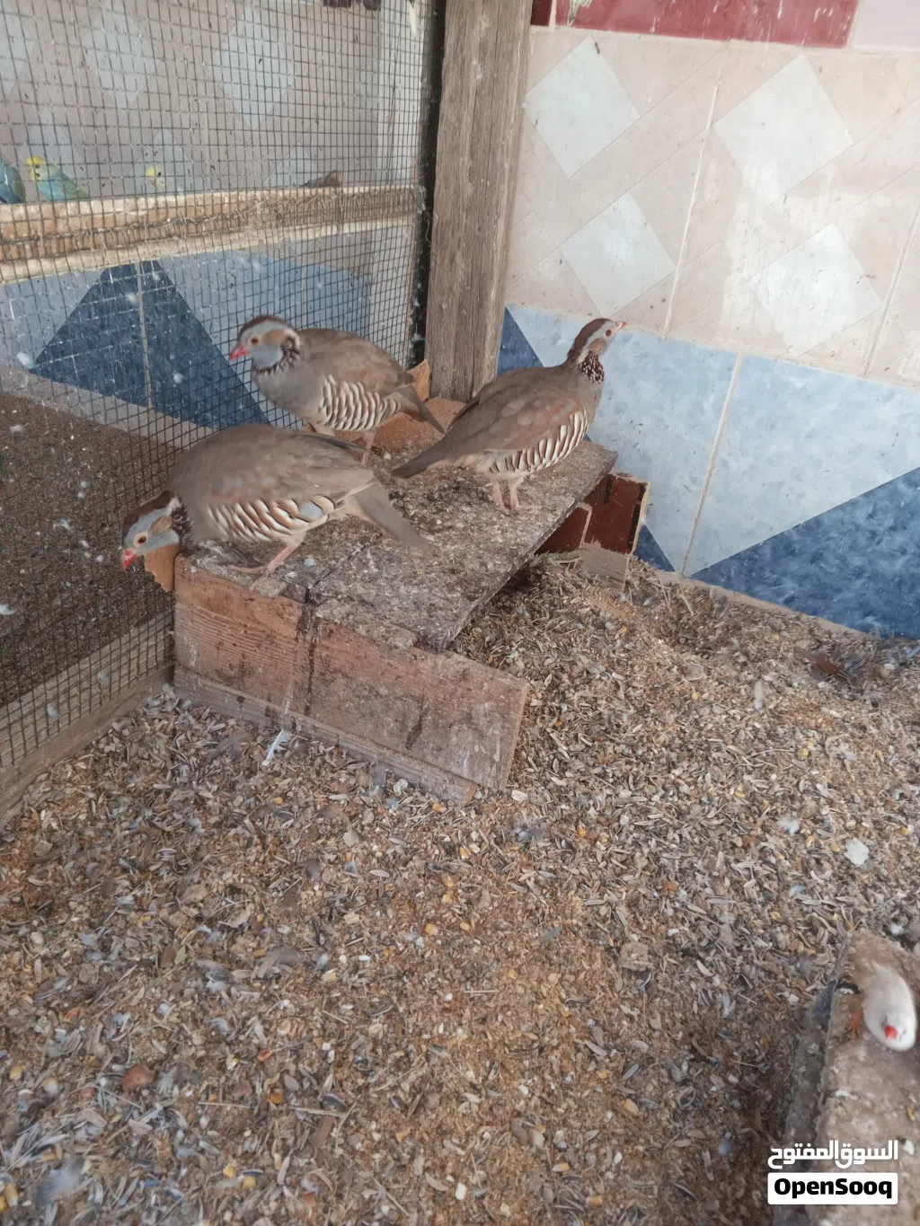 للبيع طائر الحجل عدد ذكرين وانثى