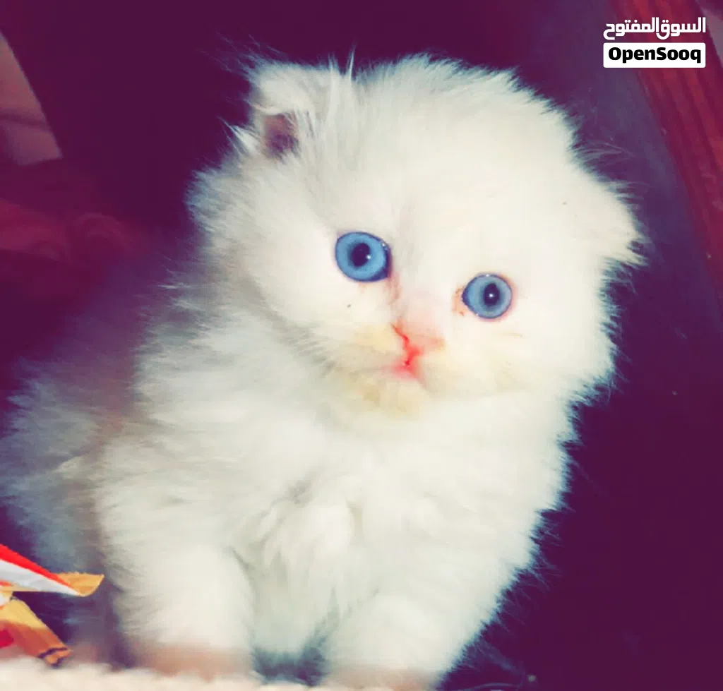 سكوتش فولد لونق هير