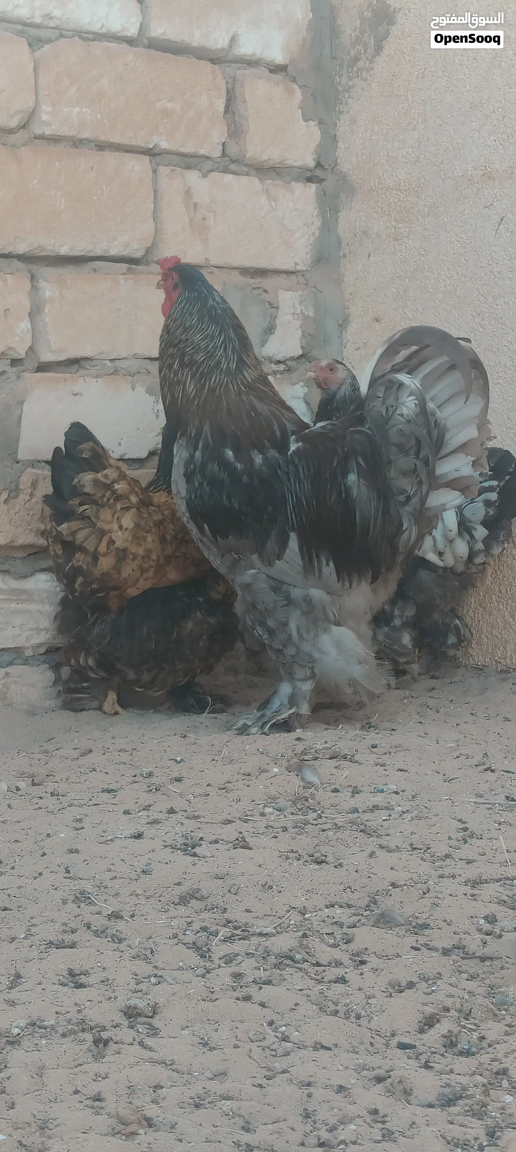 براهما عملاق