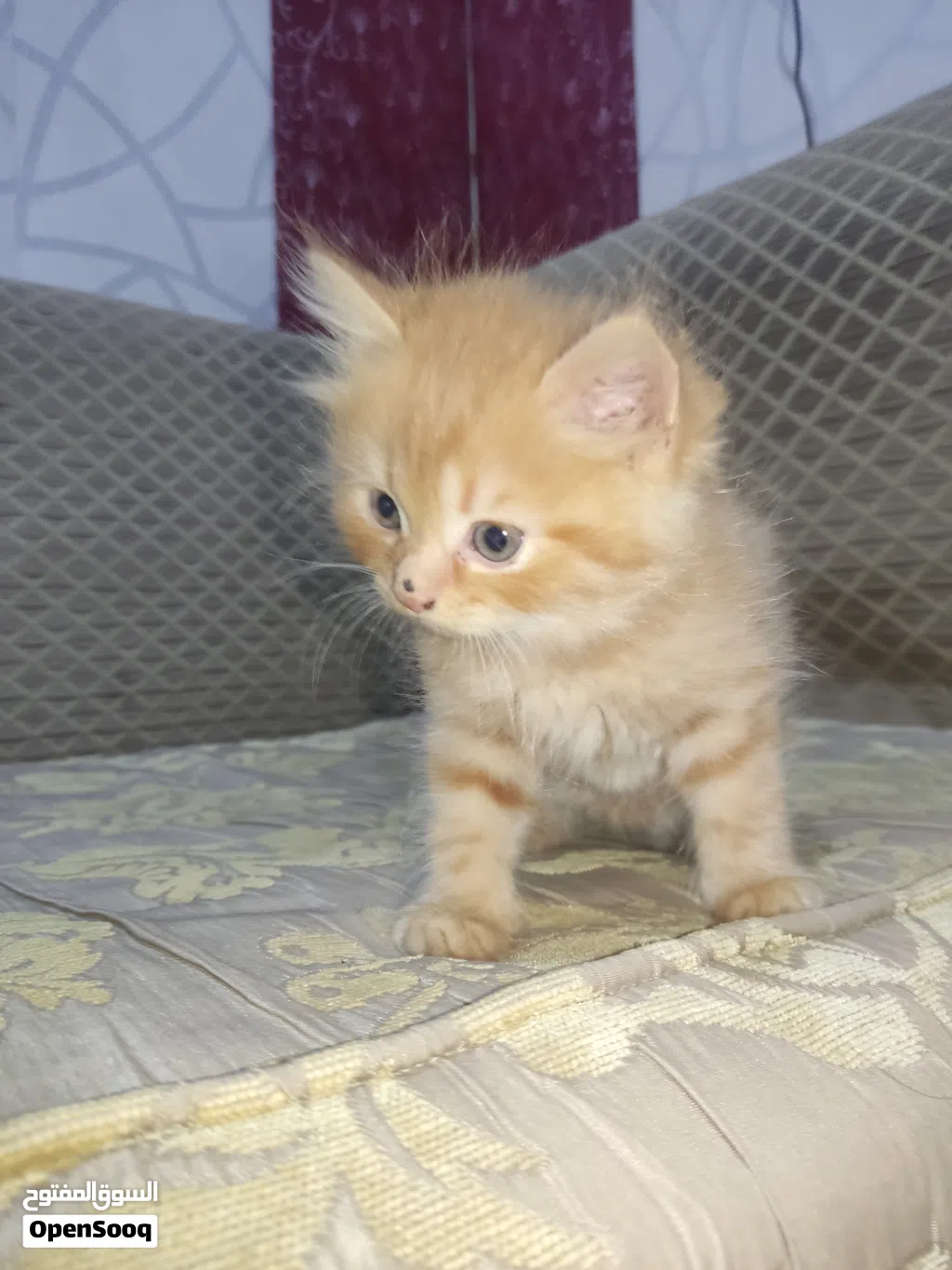 قطط هملايا للبيع