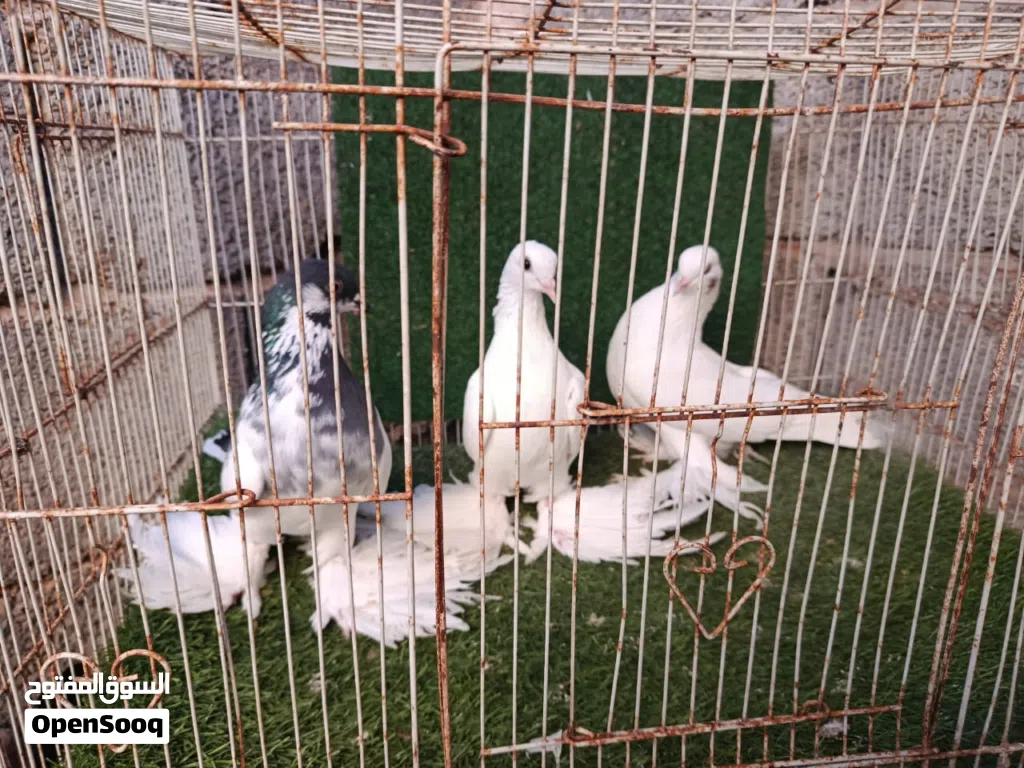 تلاته دكورة هزازات