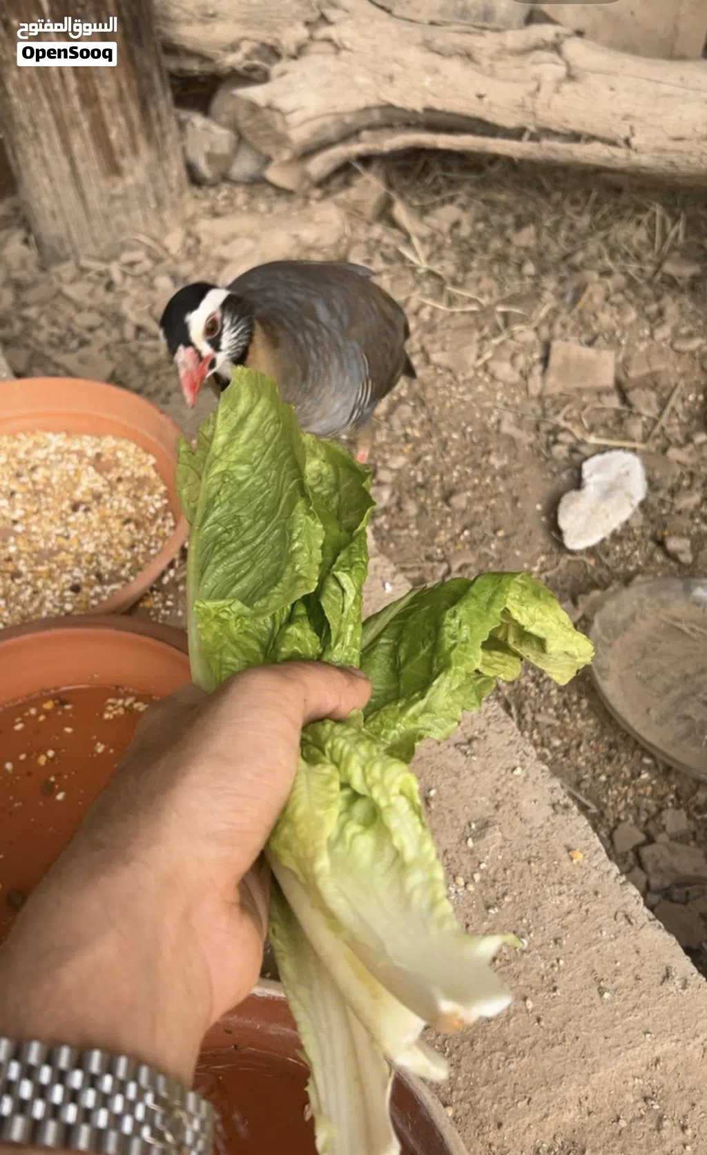 للبيع زوج حجل عماني منتج