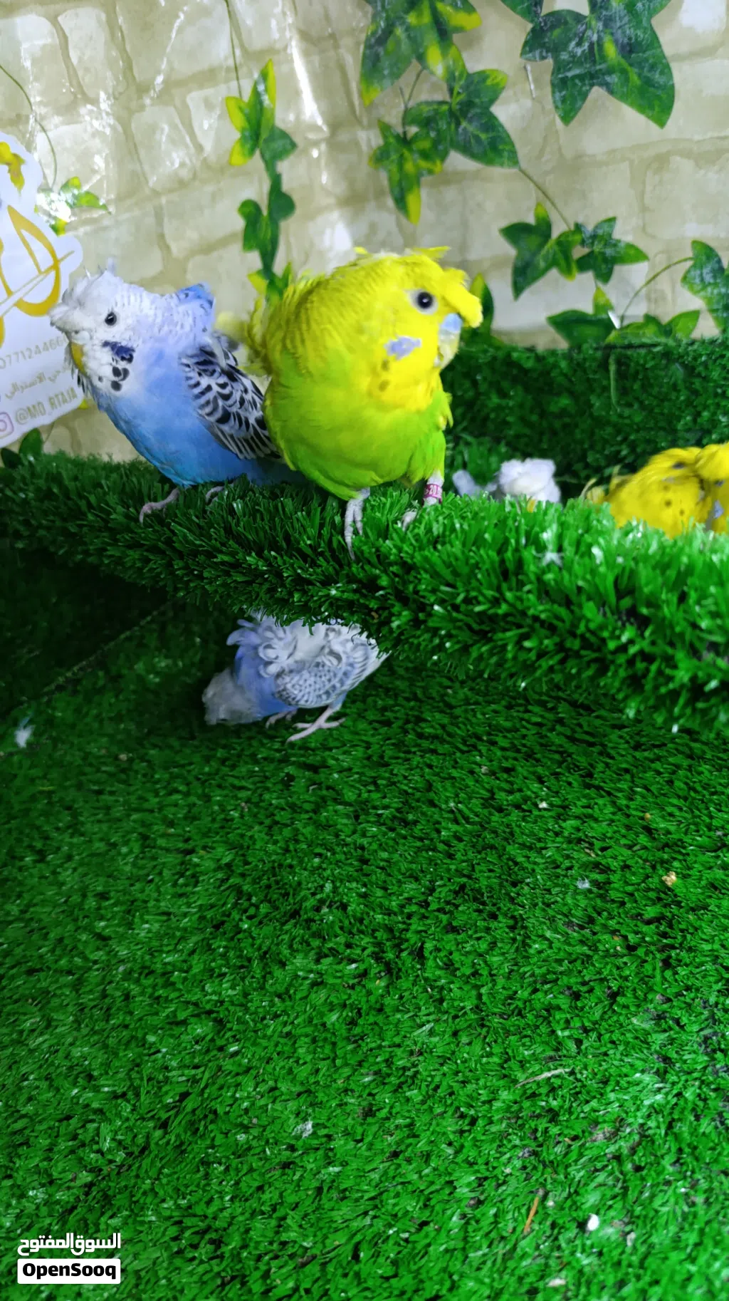 متاح طيور حب هاجرمو خط اول 4 زواج بيعه وحده