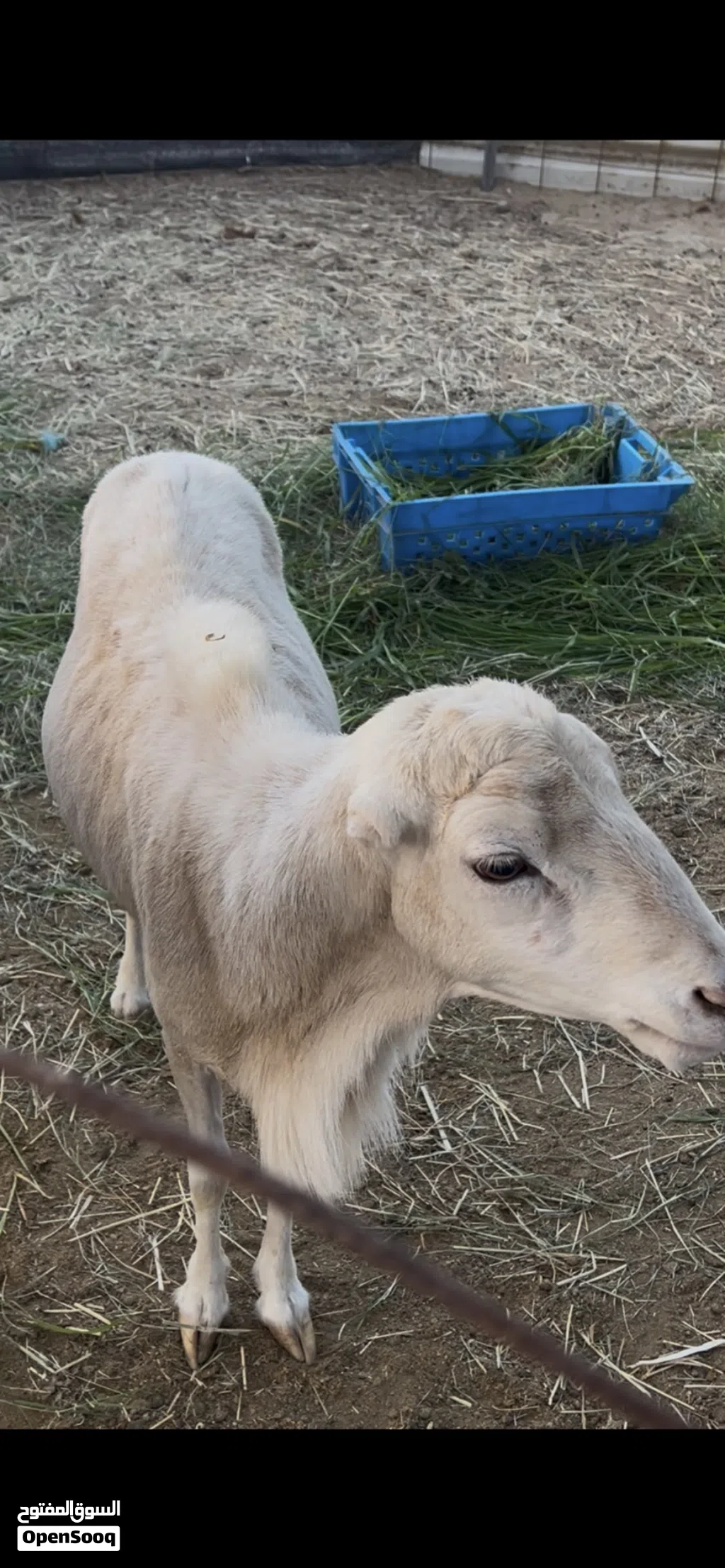 كبش فحل منتج من الحلال اليمني