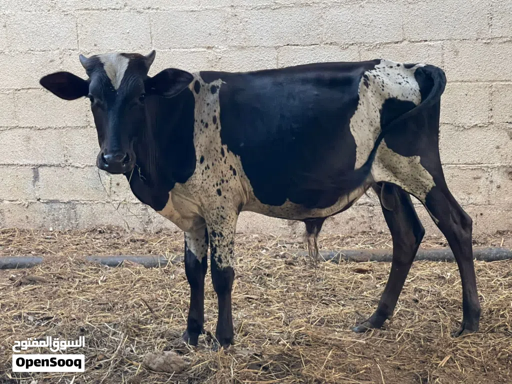 عجل مهجن حجم طيب