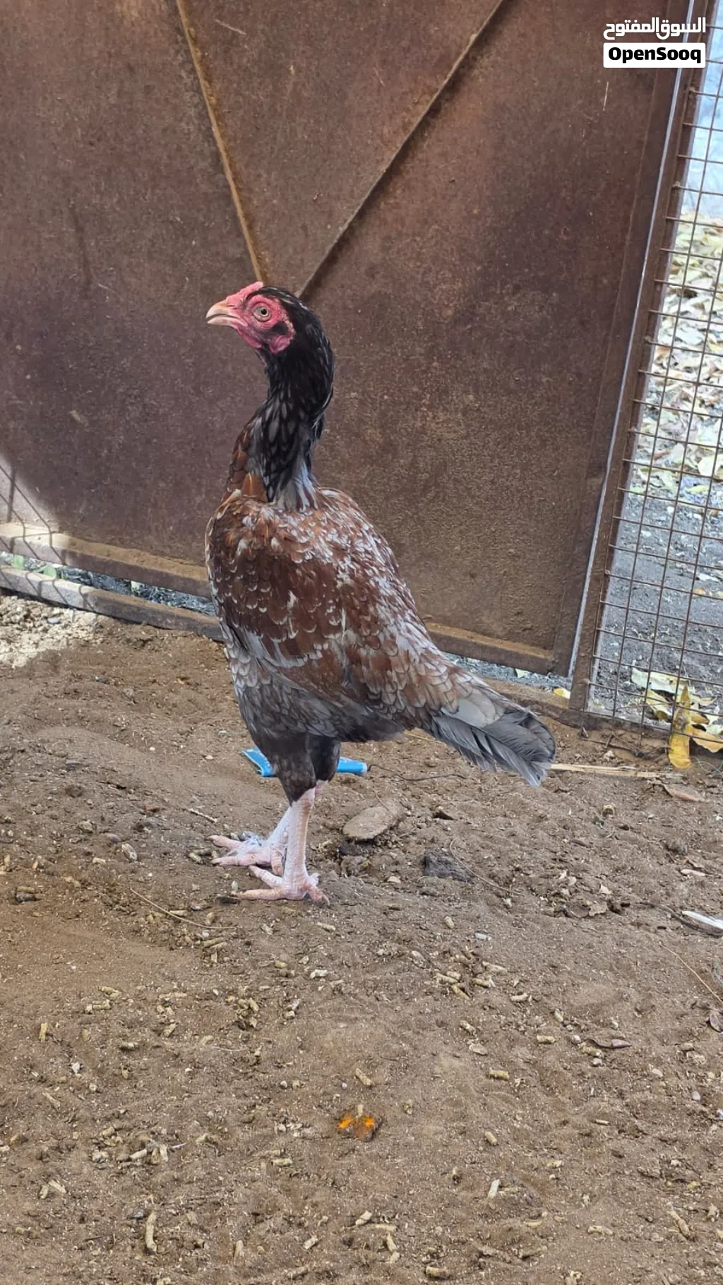 امورهن طيبه ودجاجه منتجه
