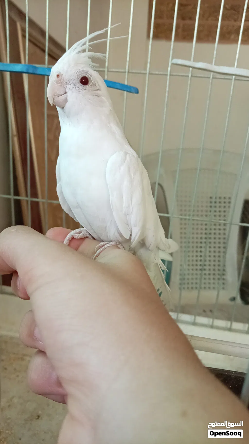 حبه البينو عين حمراء اليف/ه ما بعرف اذا ذكر أو انثى
