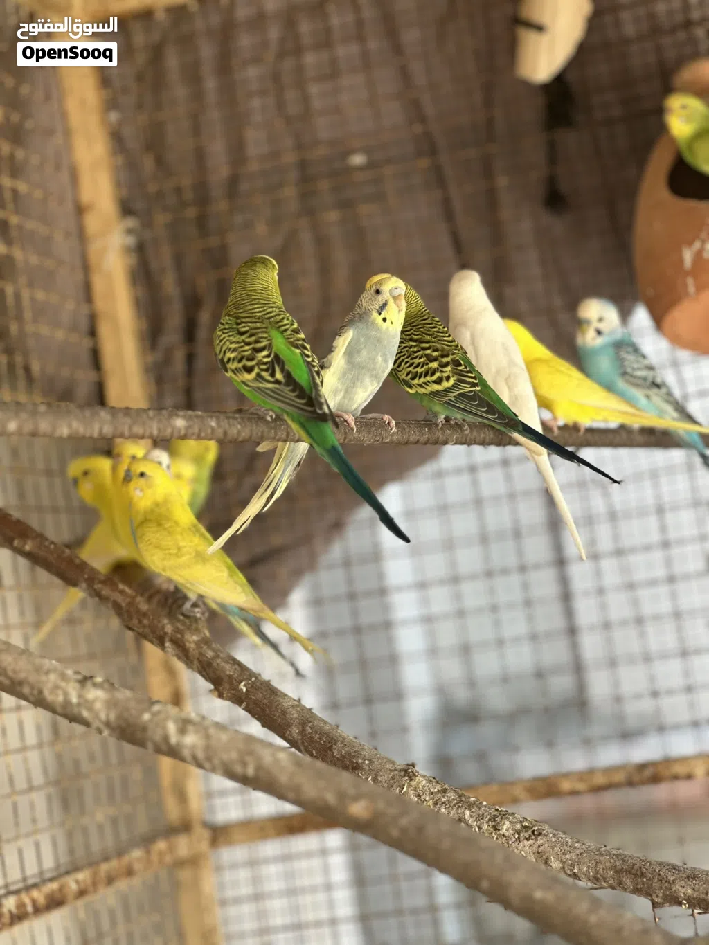 ماشاء الله طيور محليات ومنتجه