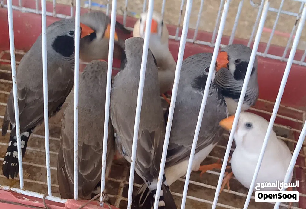 زيبرة 5ازواج