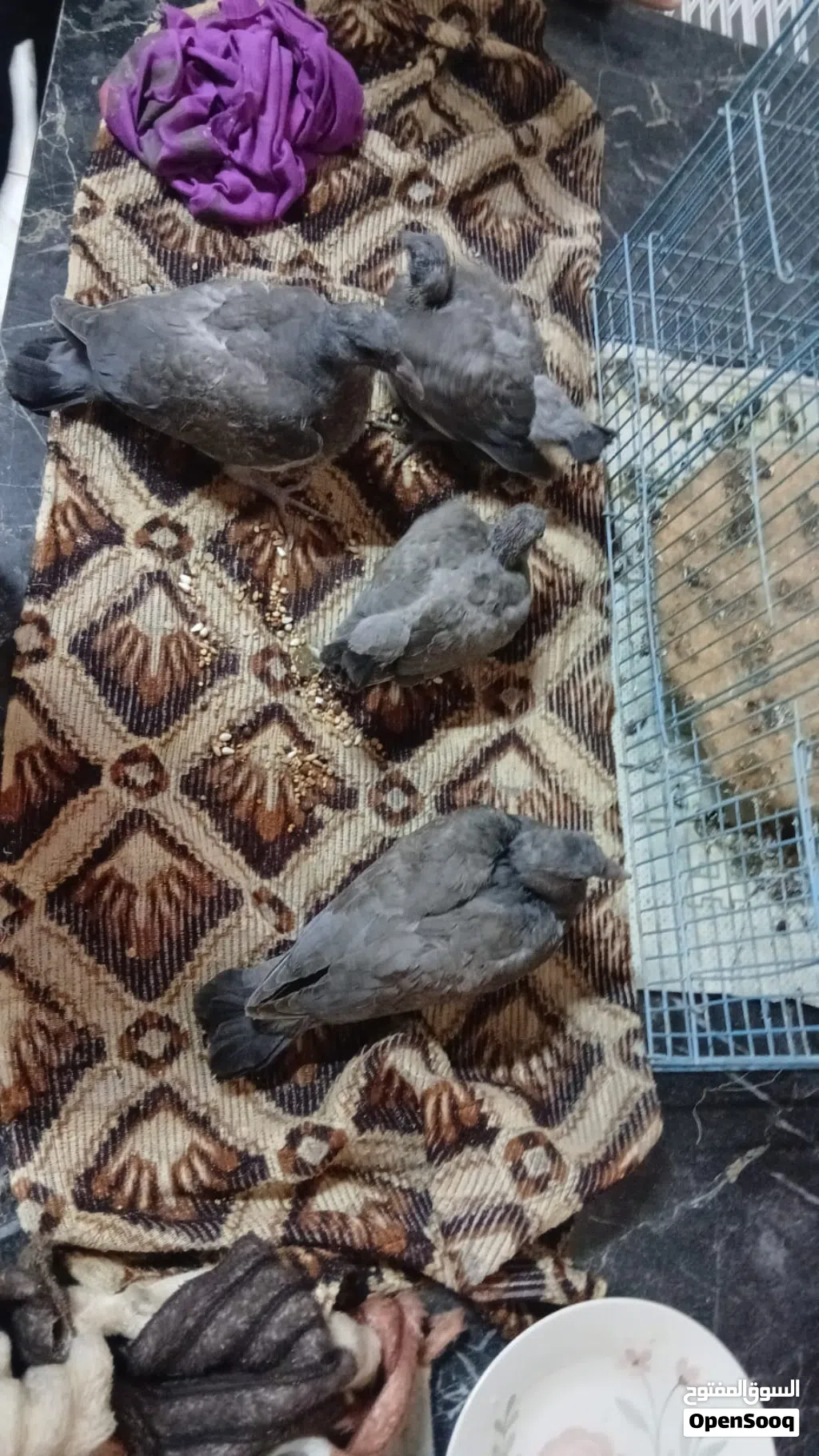 افراخ ورشان او طبن