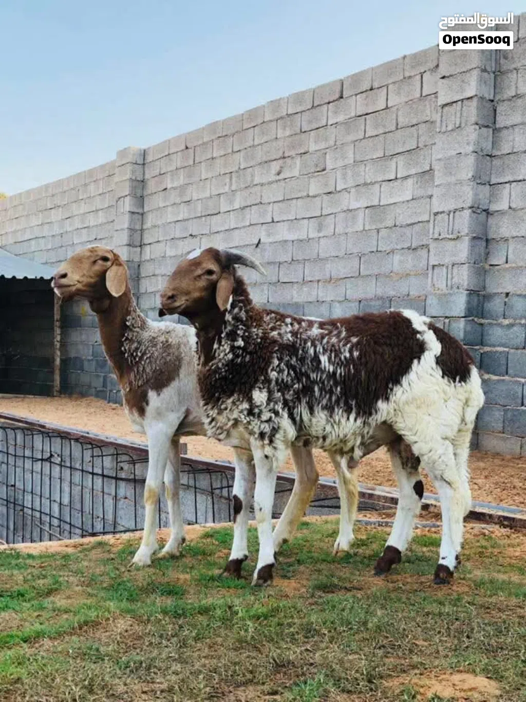 نعجه تنيه تحتها خروف