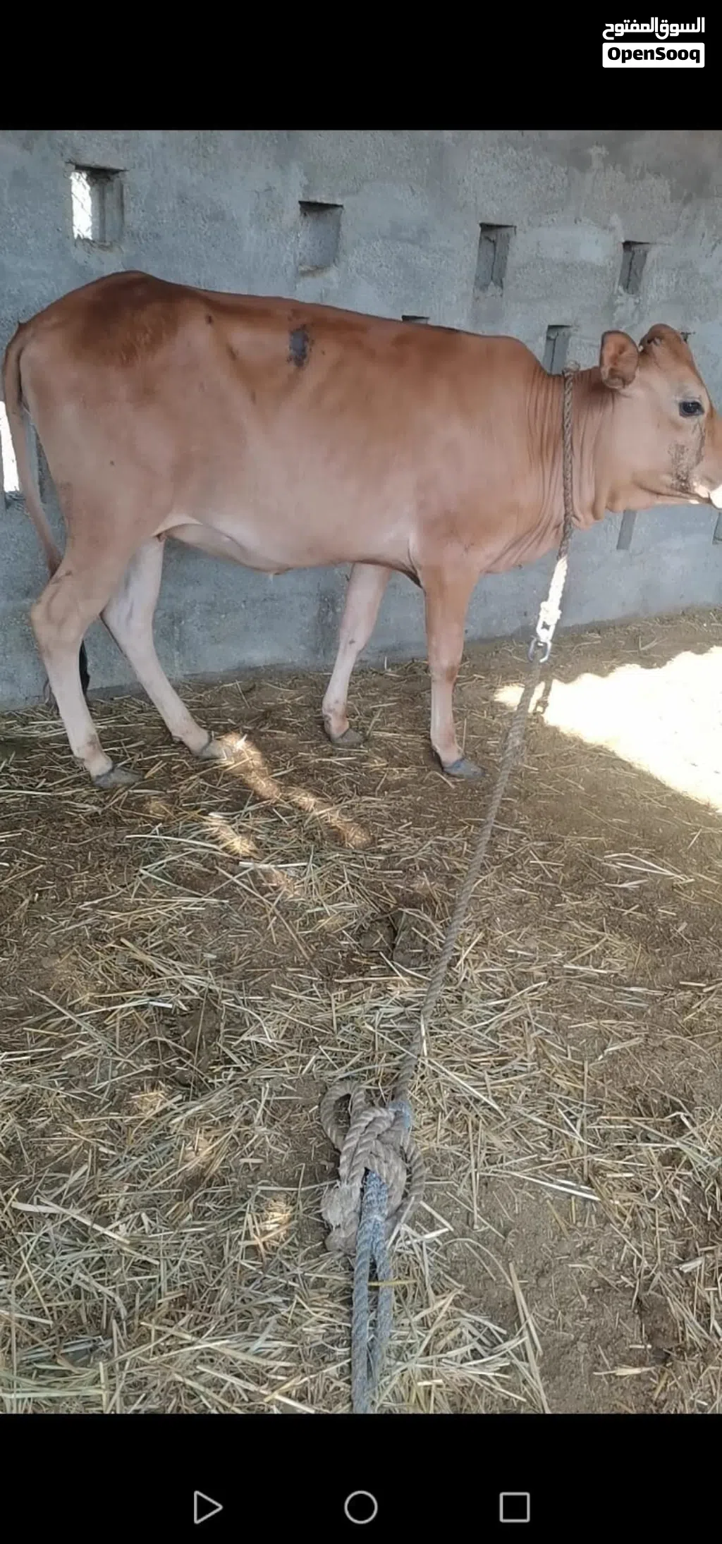 عجلة محليه