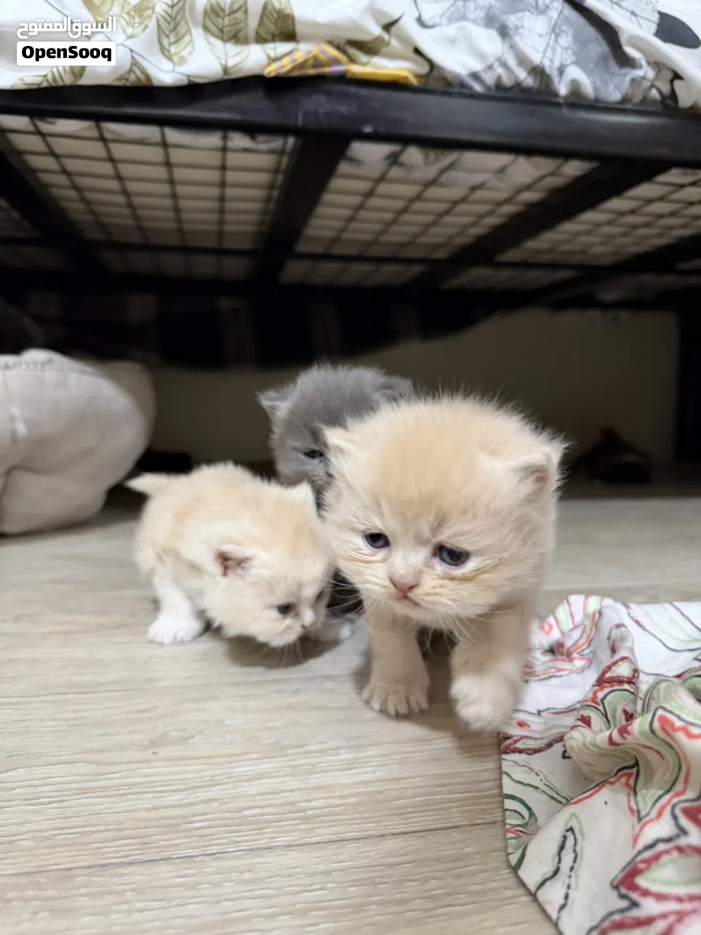 Persian Kittens