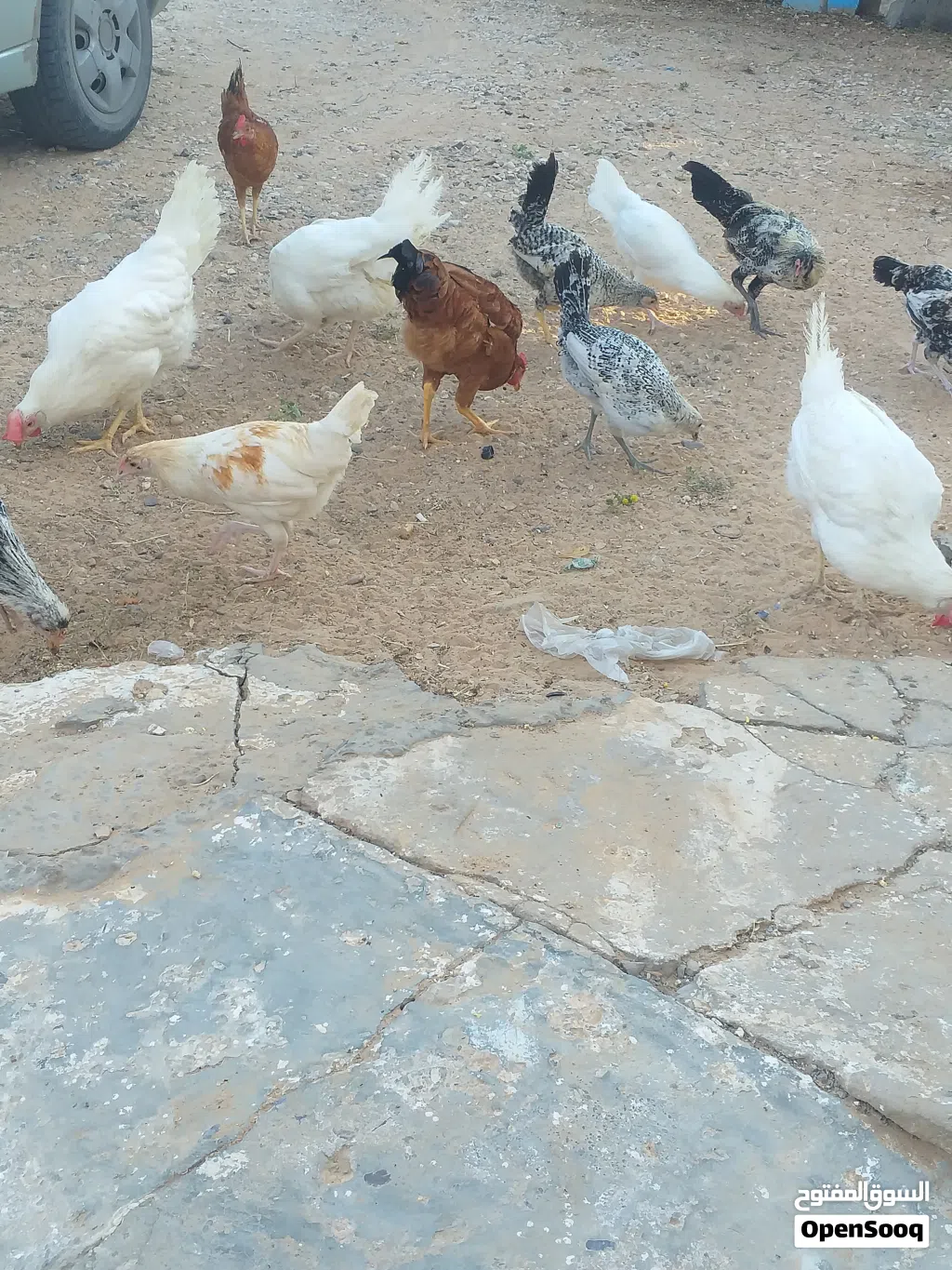 4 عتوقات عربية و 2 فرريج
