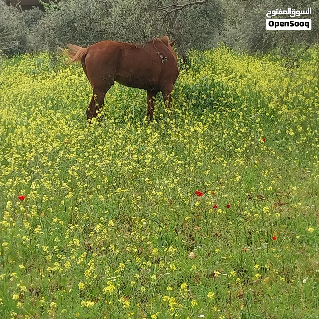 مهر اشقر قطعه نخب أول عقل وكفاله من جميعو