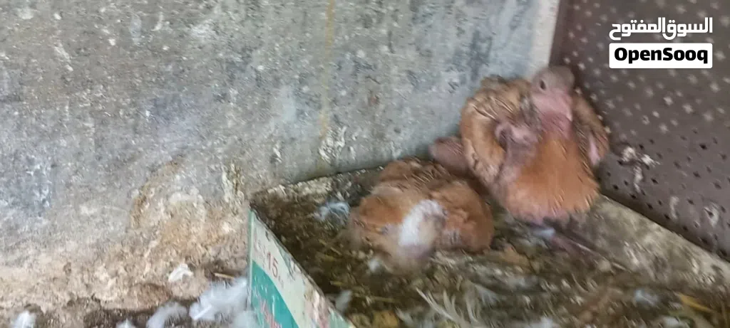 جوزين حمام شغل حضانه حنونات وهاديات الجوزين بتركن عليهم تحط تحتهم بيض وتطلع فراخ ان شاء الله