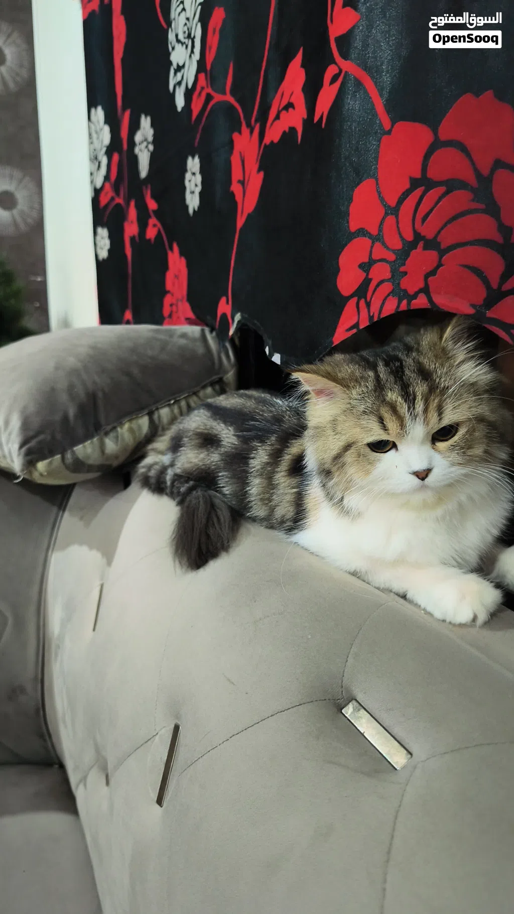 Persian, 14 months, nurtured, bathroom trained behaved cat