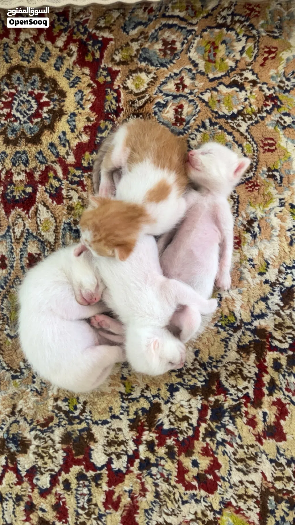 قطة شيرازية للبيع مع اطفالها