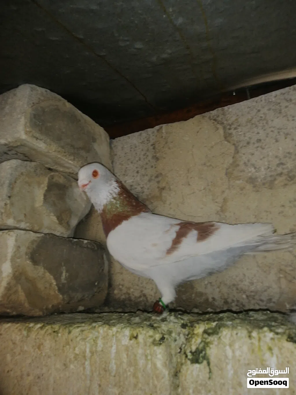 متاح طرين مطويق حمر