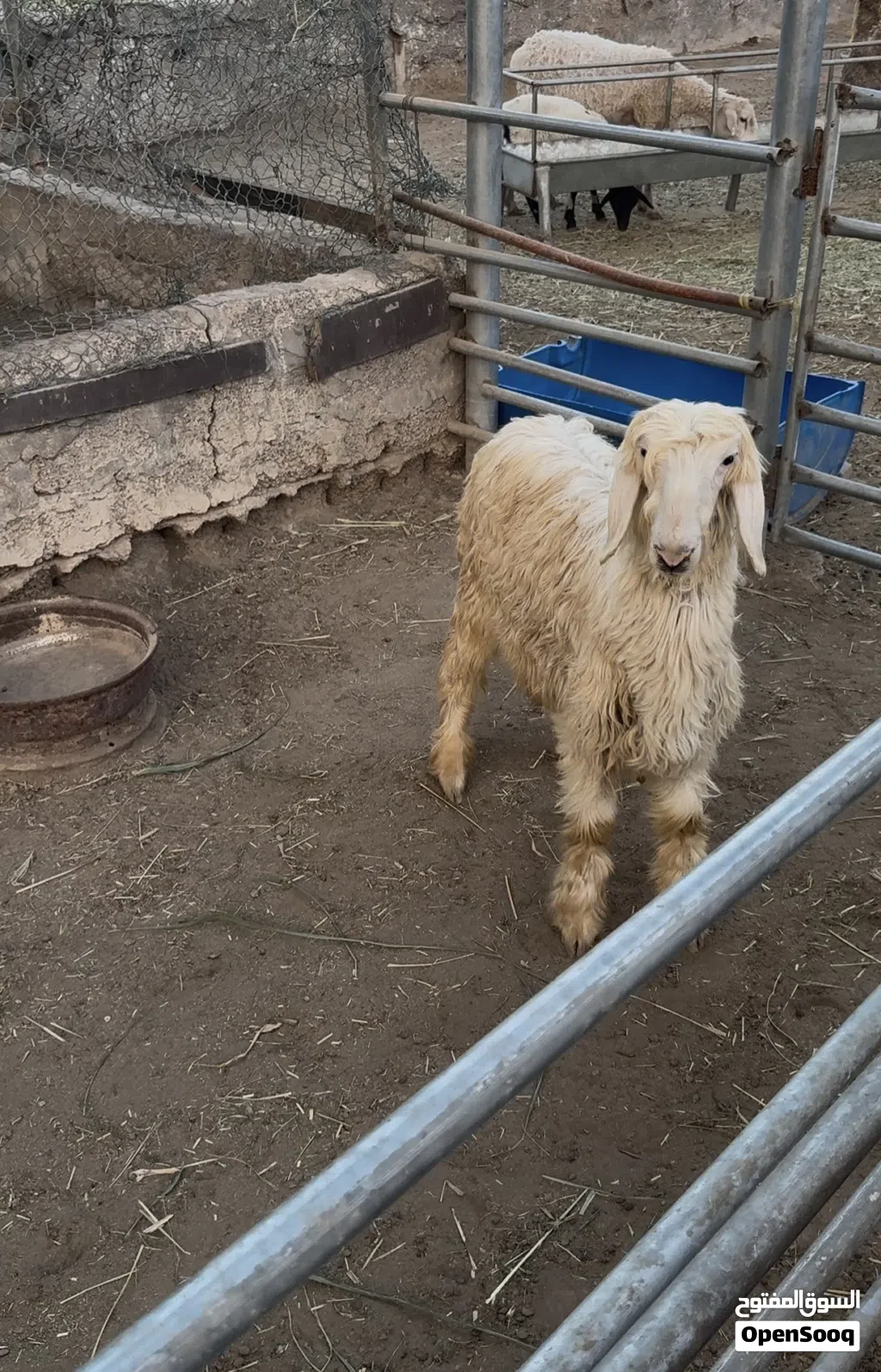 كبش رملي مشروع فحل