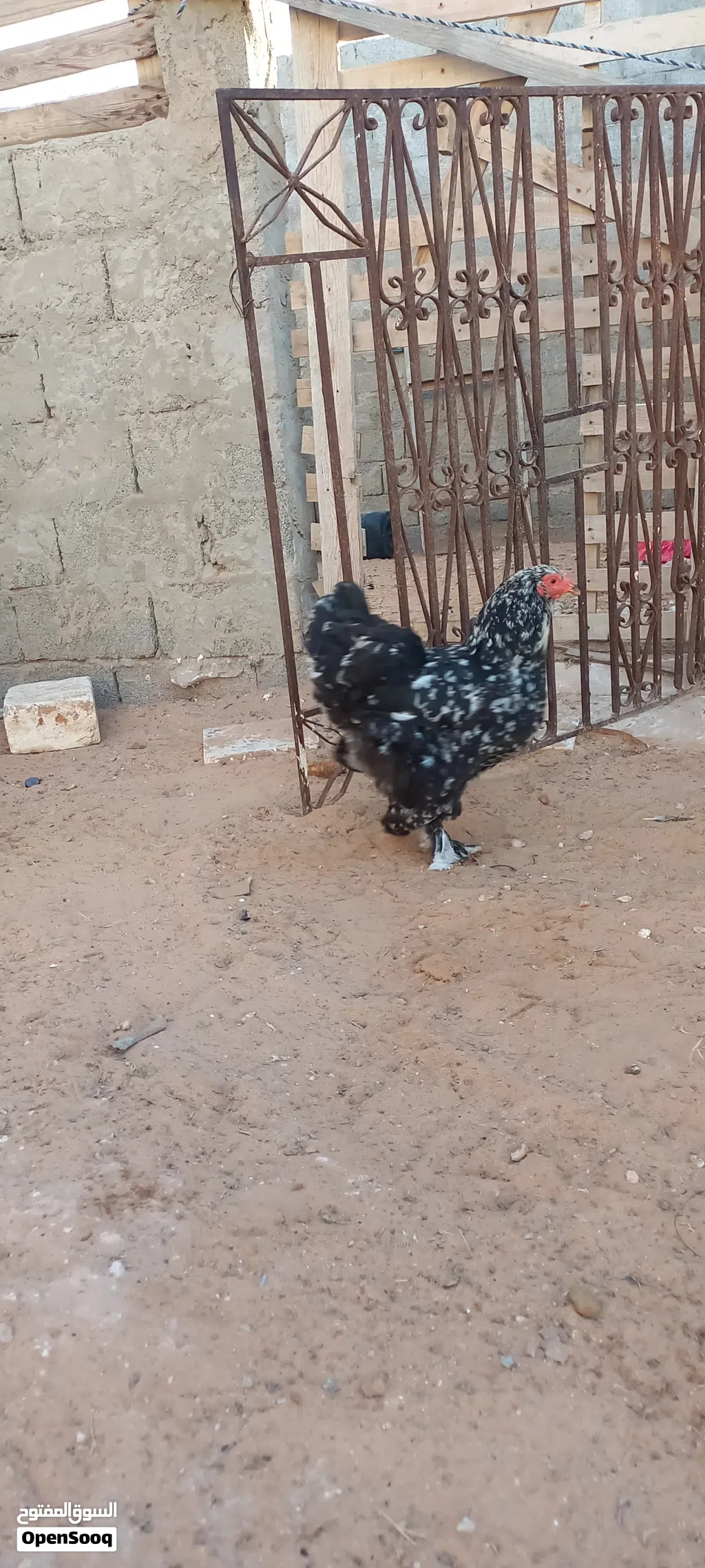 دجاج براهما للبيع