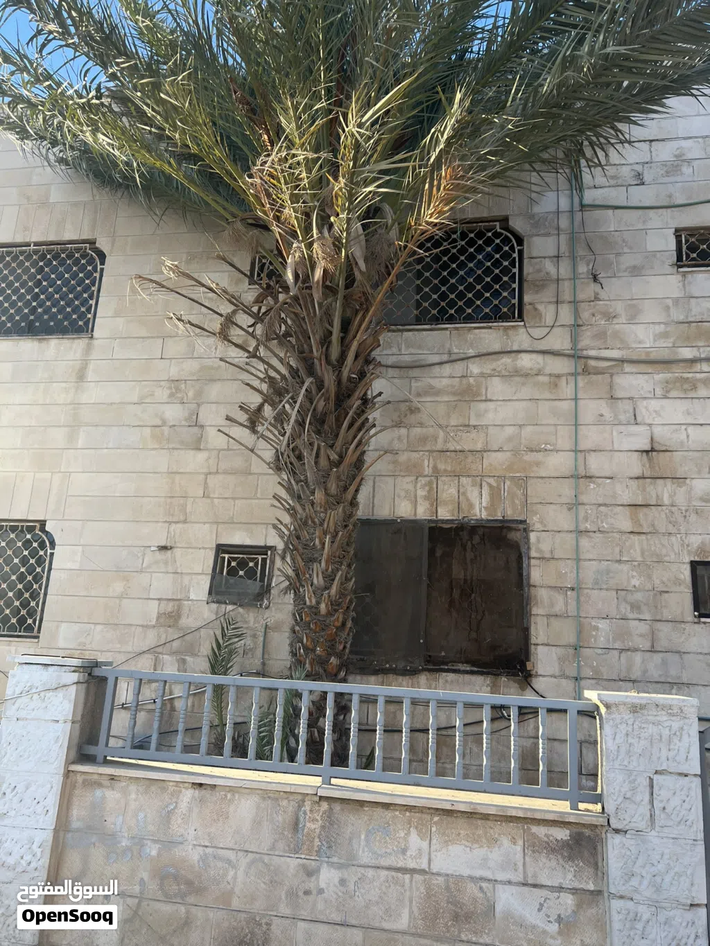 شجرة نخيل ذكر