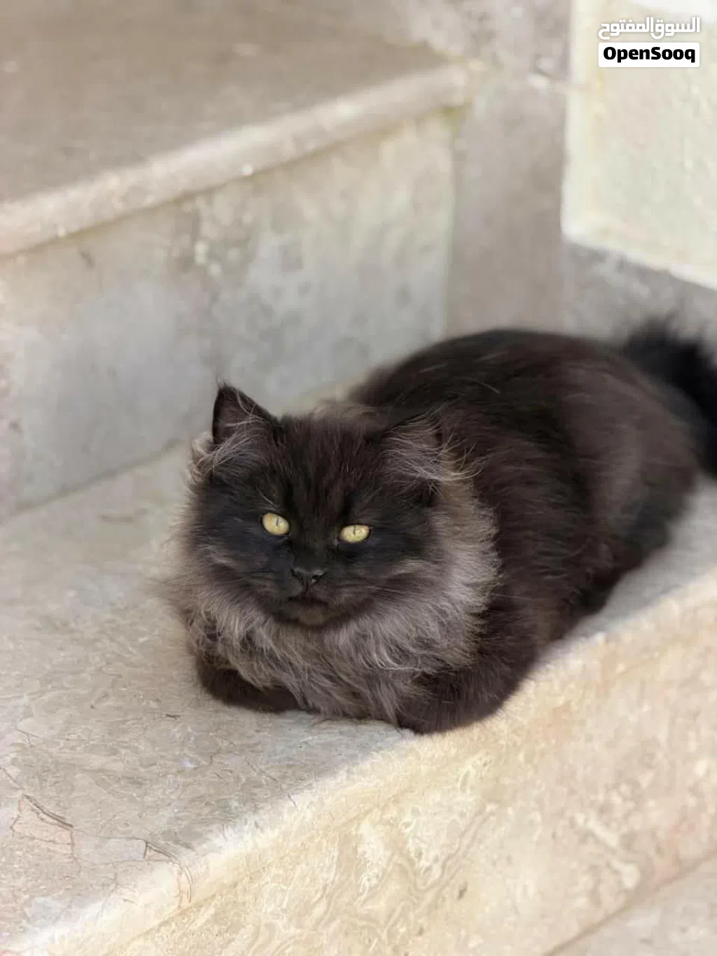 للبيع قطط شيرازيات ذكر وانثى