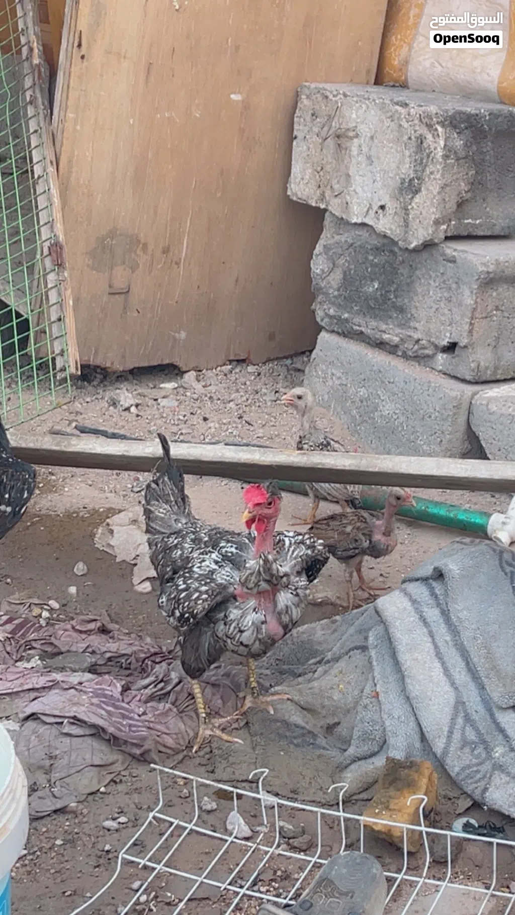 دجاج عرب وابو ركيبه